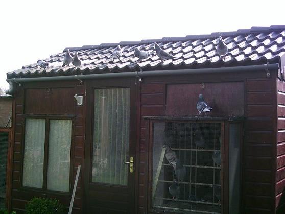 Het hok